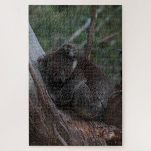 Puzzle Cute Koala Dormir dans l'arbre Australie, 1014 piè