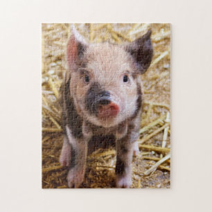 Puzzle Cute KuneKune Piglet