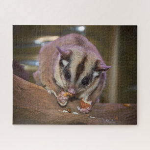 Puzzle Cute Pet Sugar Glider Eating