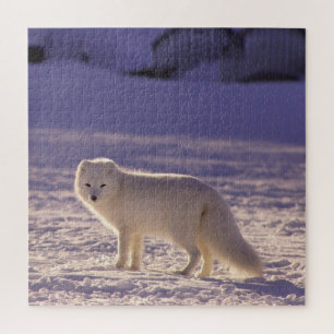 Puzzle Cute White Arctic Fox neige hiver Photographie