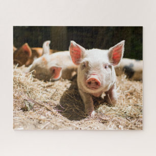 Puzzle Cutest Baby Animals   Cute Baby Piglet