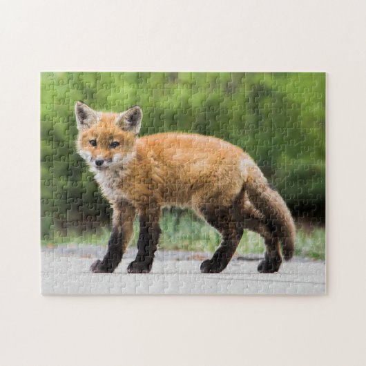 Puzzle Cutest Baby Animals | Cutey Fox (Horizontal)