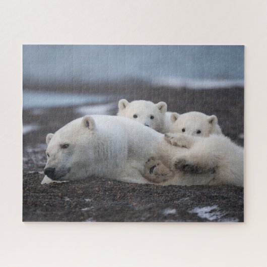 Puzzle Cutest Baby Animals | Polar Bear Family Alaska (Horizontal)
