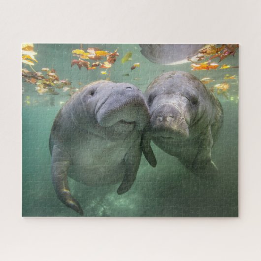Puzzle Cutest Baby Animals | Two Manatees (Horizontal)