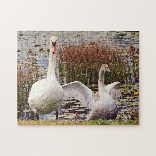 Puzzle Cygne mère et bébé Faune Mignonne (Horizontal)