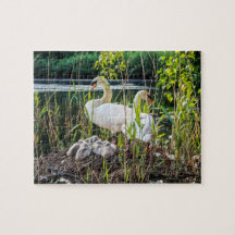 Cygnes et jeunes cygnes