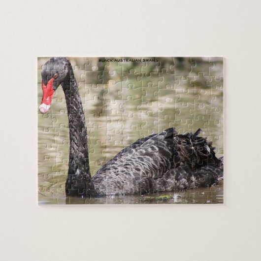 Puzzle Cygnes noirs australiens (Horizontal)