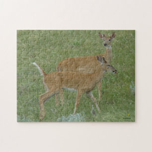 Puzzle D6 Cerfs de Virginie Jeunes Brocards