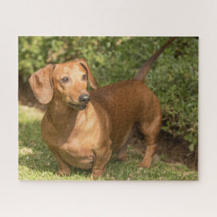 Puzzle Dachshund Brown