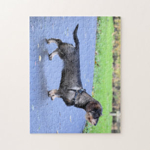 Puzzle dachshund poil dur complet