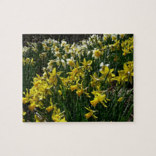 Puzzle Daffodiles jaunes et blancs Fleurs de printemps