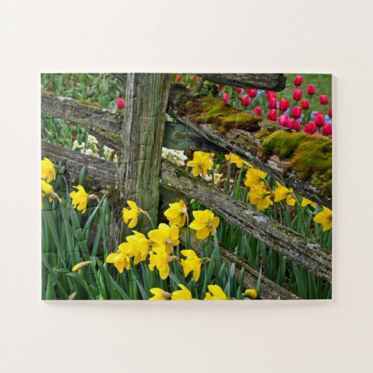 Puzzle Daffodiques de printemps (Horizontal)