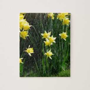 Puzzle Daffodiques de printemps
