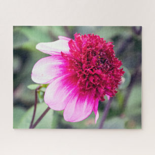 Puzzle Dahlia à deux tonalités, rose frileux et magenta