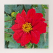 Puzzle Dahlia Bright Red (Horizontal)