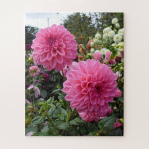 Puzzle Dahlias roses