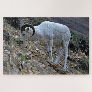 Puzzle Dall Sheep à flanc de colline