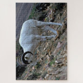 Puzzle Dall Sheep à flanc de colline (Vertical)