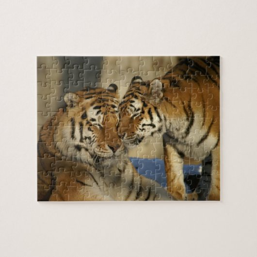 Puzzle d'amour de tigre (Horizontal)