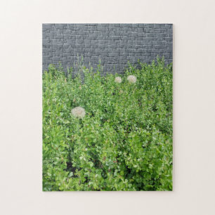 Puzzle Dandelions géants