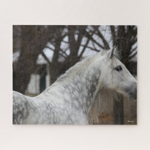 Puzzle Dapple Grey Andalucian Stallion Headshot