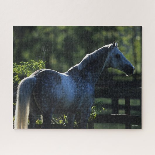 Puzzle Dapple Grey Hanoverian Stallion Standing (Horizontal)