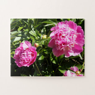 Puzzle Dark rose peonies