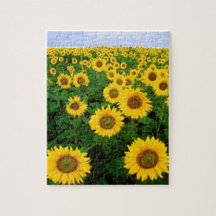PUZZLE DE 8X10 TOURNESOL CHAMP ET CIEL BLEU