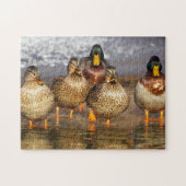 puzzle de beaux canards (Horizontal)