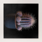 Puzzle de Cactus (Horizontal)