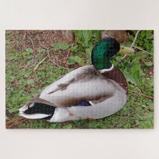 Puzzle de canard à tête verte (Horizontal)