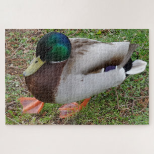 Puzzle de canard à tête verte