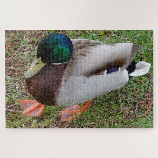 Puzzle de canard à tête verte (Horizontal)