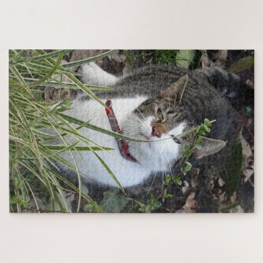 Puzzle de chat blanc gris mou (Horizontal)
