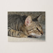 Puzzle de chat tigré (Horizontal)