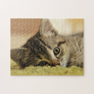 puzzle de chaton
