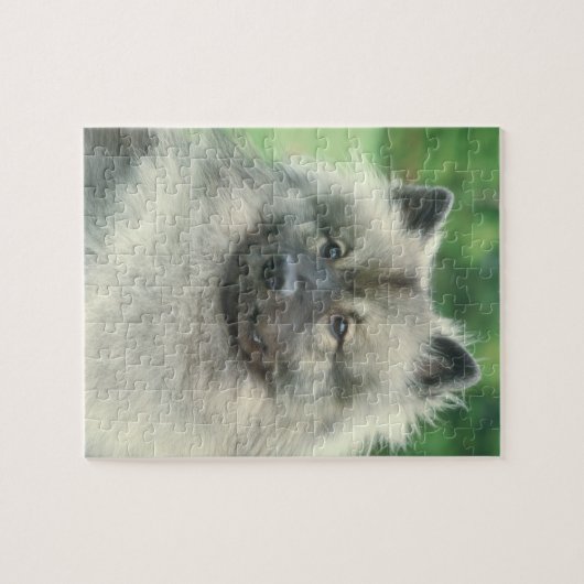 Puzzle de chien de Keeshond (Horizontal)