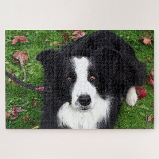 Puzzle de chien de mouton noir et blanc (Horizontal)