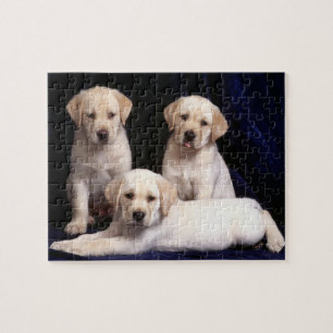 Puzzle de chiots de laboratoire
