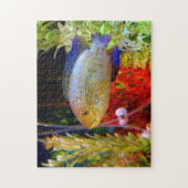 Puzzle de Cichlid de Jack Dempsey (Vertical)