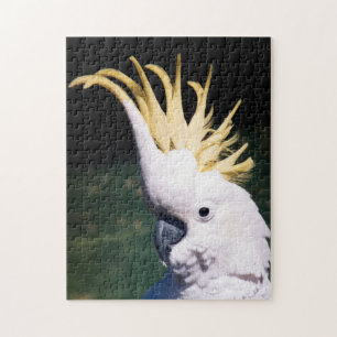 Puzzle de Cockatoo à crête de soufre