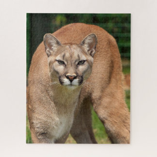 Puzzle de Cougar Lion