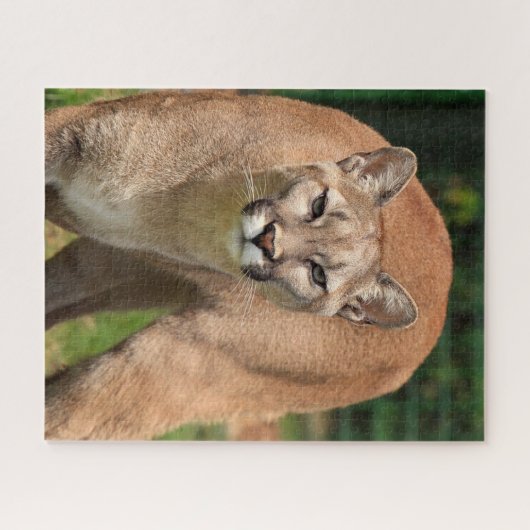 Puzzle de Cougar Lion (Horizontal)