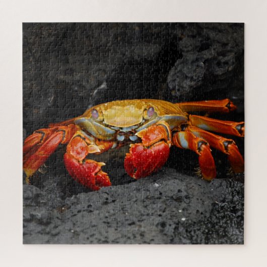 Puzzle de crabe rouge (Vertical)