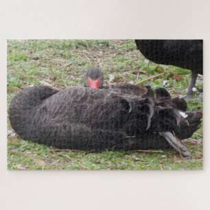 Puzzle de cygne noir