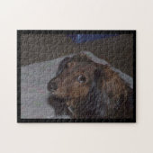 Puzzle de Dachshund à Poils Longs (Horizontal)