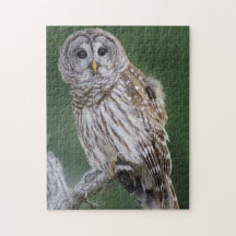 Puzzle de faune de Perchinging de hibou barré