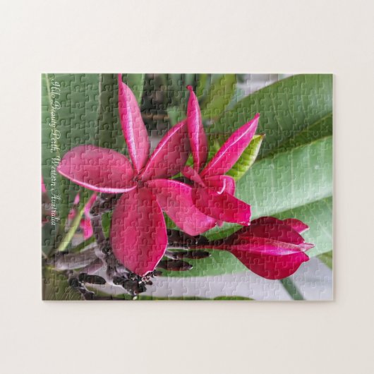 Puzzle de Frangipani : Beauté de Hilo (Horizontal)