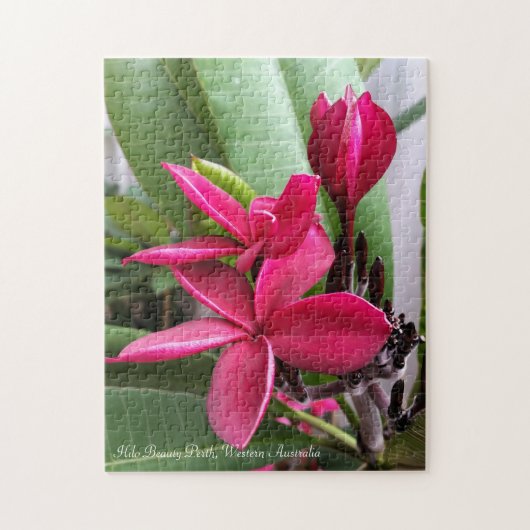 Puzzle de Frangipani : Beauté de Hilo (Vertical)