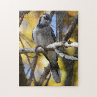 Puzzle de geai bleu